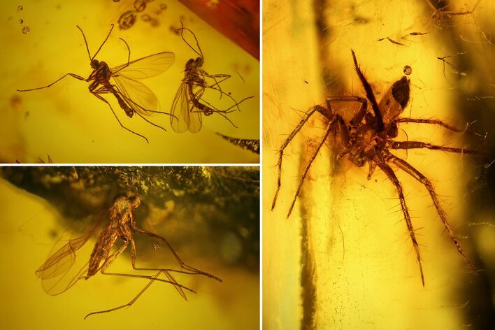Three Fossil Flies (Diptera) & a Spider (Araneae) In Baltic Amber #128355